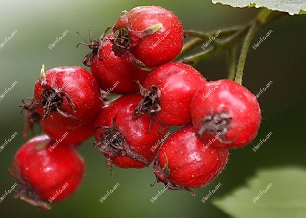 Նյութափոխանակության գործընթացների բարելավման համար Նյութափոխանակության գործընթացների բարելավման համար