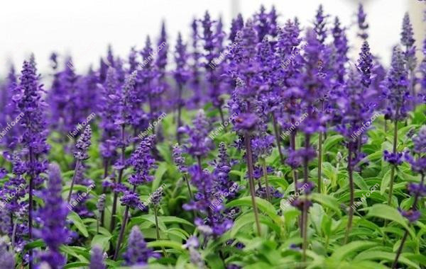 Ինչպես ճիշտ թրմել եղեսպակը Ինչպես ճիշտ թրմել եղեսպակը