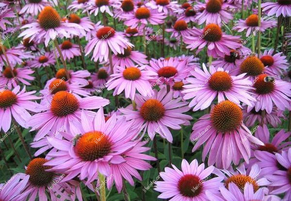 Ակտիվ բաղադրիչները Ակտիվ բաղադրիչները