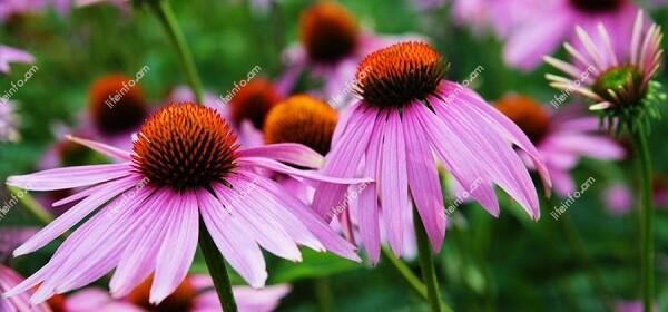 Ինչպես ընդունել իմունիտետի բարձրացման համար Ինչպես ընդունել իմունիտետի բարձրացման համար