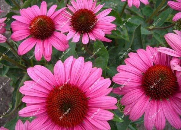 Էխինացեա մանուշակագույն կամ Ռուդբեկիա Էխինացեա մանուշակագույն կամ Ռուդբեկիա