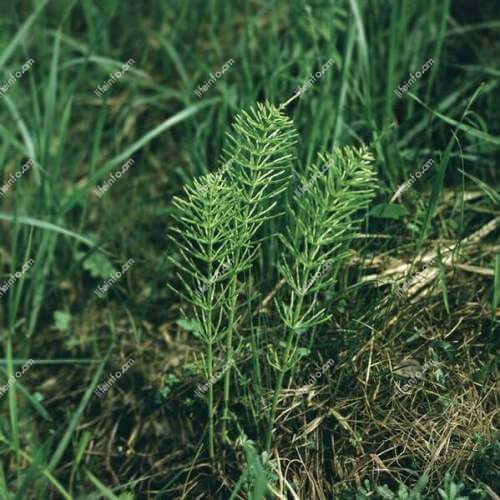 Դեղամիջոցները Դեղամիջոցները