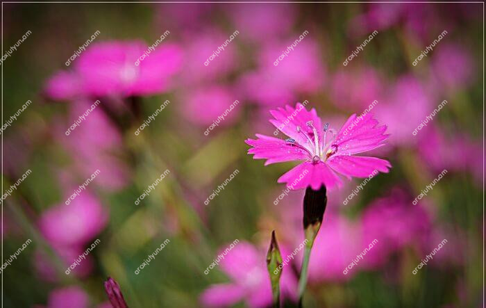 Հակաբորբոքային հատկությունները Հակաբորբոքային հատկությունները