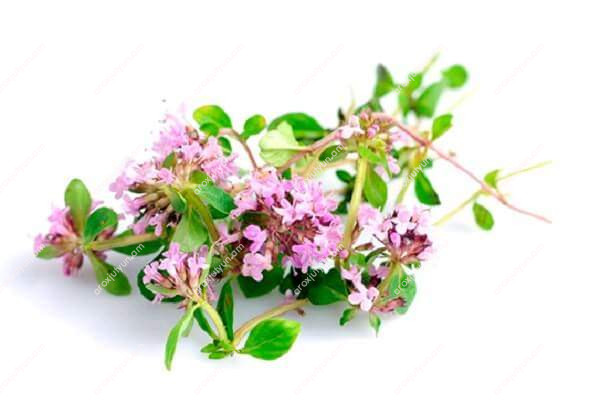 Ուրցի յուղ Ուրցի յուղ