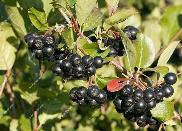 Ախտորոշումը Ախտորոշումը