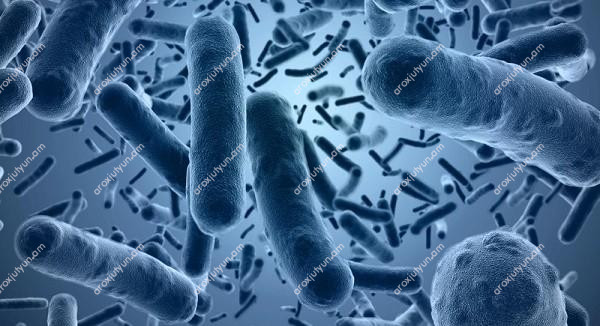 Վարակիչ Հիվանդություններ