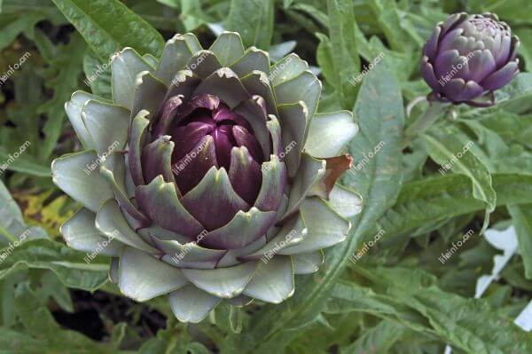 Օգտակար հատկությունները և հակացուցումները կանանց համար Օգտակար հատկությունները և հակացուցումները կանանց համար